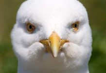 Chim "xâm lược" thành phố vì thiếu mồi