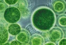 Triển vọng khai thác dầu từ vi tảo