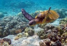 Hệ sinh thái biển Việt Nam suy thoái nghiêm trọng