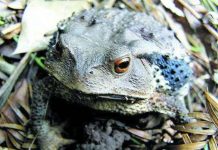 1/3 động vật lưỡng cư trên thế giới đứng trước nguy cơ diệt vong