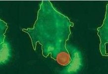 Tế bào chuột mã hóa gen được điều khiển bằng ánh sáng