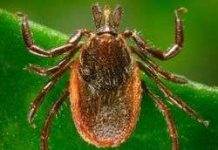 Vi khuẩn gây bệnh Lyme bắt nguồn từ châu Âu trước kỉ Băng Hà