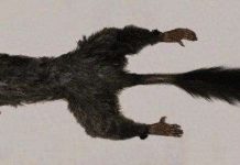 Tìm thấy loài động vật có vú bí ẩn nhất thế giới