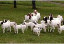 Dê cho sữa như sữa người