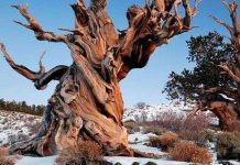 Cây thông gần 5.000 tuổi Cây thông gần 5.000 tuổi