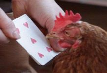 Khả năng tính toán đáng kinh ngạc của cô gà mái Khả năng tính toán đáng kinh ngạc của cô gà mái