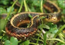 Phát hiện loài rắn có giác quan thứ sáu