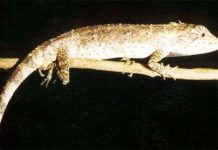 Một loài Nhông mới được phát hiện ở Việt Nam