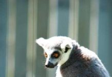 Giả thuyết mới giải thích vì sao vượn cáo đực và cái có kích thước bằng nhau