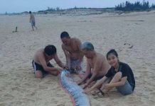 Loài “rồng biển” có khả năng dự báo động đất trôi vào biển Việt Nam Loài "rồng biển" có khả năng dự báo động đất trôi vào biển Việt Nam