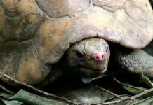 “Nhà rùa” vườn Cúc Phương