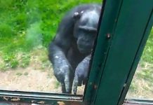 Tinh tinh “nói chuyện” với người Tinh tinh "nói chuyện" với người