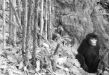 Bức ảnh đầu tiên chụp voọc mũi hếch cực hiếm