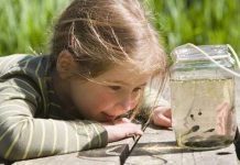 Nòng nọc thở dưới nước bằng cách nào?