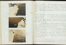 Tiết lộ gây sốc về đời sống tình dục của chim cánh cụt