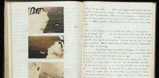 Tiết lộ gây sốc về đời sống tình dục của chim cánh cụt