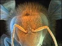 Voi còn sợ ong hơn sợ chuột