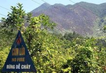 Gần 100 ha rừng Hải Vân bị thiêu rụi Gần 100 ha rừng Hải Vân bị thiêu rụi