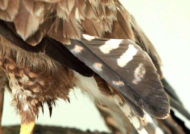 Cận cảnh ca ghép lông chim bằng keo dán