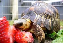 Động vật cũng tự tử như con người