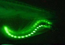 Vì sao động vật tự phát quang