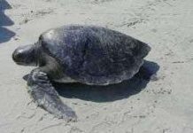 Rùa quí hiếm về đẻ trứng