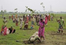 Ấn Độ trồng 50 triệu cây chỉ trong một ngày