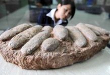 Vén màn bí mật khủng long