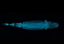 Khám phá bí ẩn của những loài cá mập 'tàng hình'