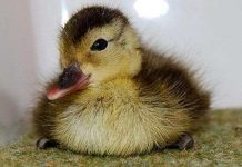 Ấp nở thành công vịt hiếm nhất thế giới