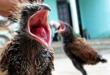 Bắt được đôi chim lạ mỗi ngày ăn hết 1kg thịt lợn Bắt được đôi chim lạ mỗi ngày ăn hết 1kg thịt lợn