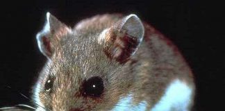 Chuột mẹ nhường năng lượng cho con khi sự sống bị đe dọa