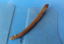 "Rắn bốn chân" xuất hiện ở Hà Nội