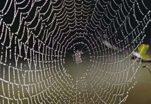 Vật liệu siêu bền từ tơ nhện