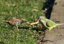 Ngày càng nhiều cá thể đực bị tước giới tính