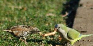 Ngày càng nhiều cá thể đực bị tước giới tính