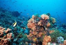 Thế giới có đại dương thứ 5 chưa được khám phá