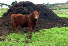 Mỹ phát triển công nghệ tách nước từ chất thải gia súc