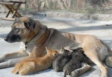 Сhó bắt mèo con về nuôi