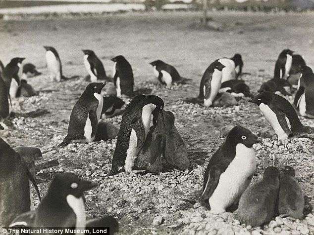 Tiết lộ gây sốc về đời sống tình dục của chim cánh cụt