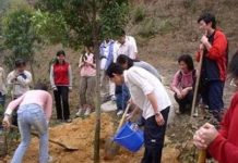 Trung Quốc: tăng diện tích rừng trồng