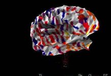 Tiết lộ bản đồ não người đầu tiên của thế giới