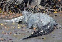 Cá sấu khổng lồ ăn thịt đồng loại Cá sấu khổng lồ ăn thịt đồng loại