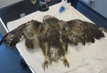 Cận cảnh ca ghép lông chim bằng keo dán