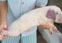 Phát hiện marker di truyền có thể giúp loại bỏ virus gây bệnh heo tai xanh Phát hiện marker di truyền có thể giúp loại bỏ virus gây bệnh heo tai xanh