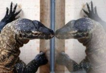 Điều kỳ diệu từ máu rồng Komodo Điều kỳ diệu từ máu rồng Komodo