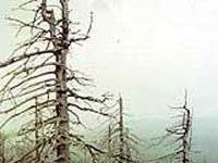 Mưa axit không phải lúc nào cũng có hại