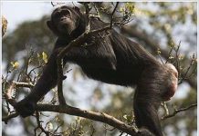 Giải mã tiếng kêu của tinh tinh khi “yêu” Giải mã tiếng kêu của tinh tinh khi "yêu"