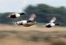 Chim di cư có thể "nhìn thấy" từ trường trái đất