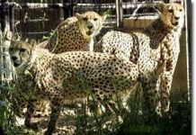 Phần lớn thú nuôi nhốt bị chết khi được trả về tự nhiên